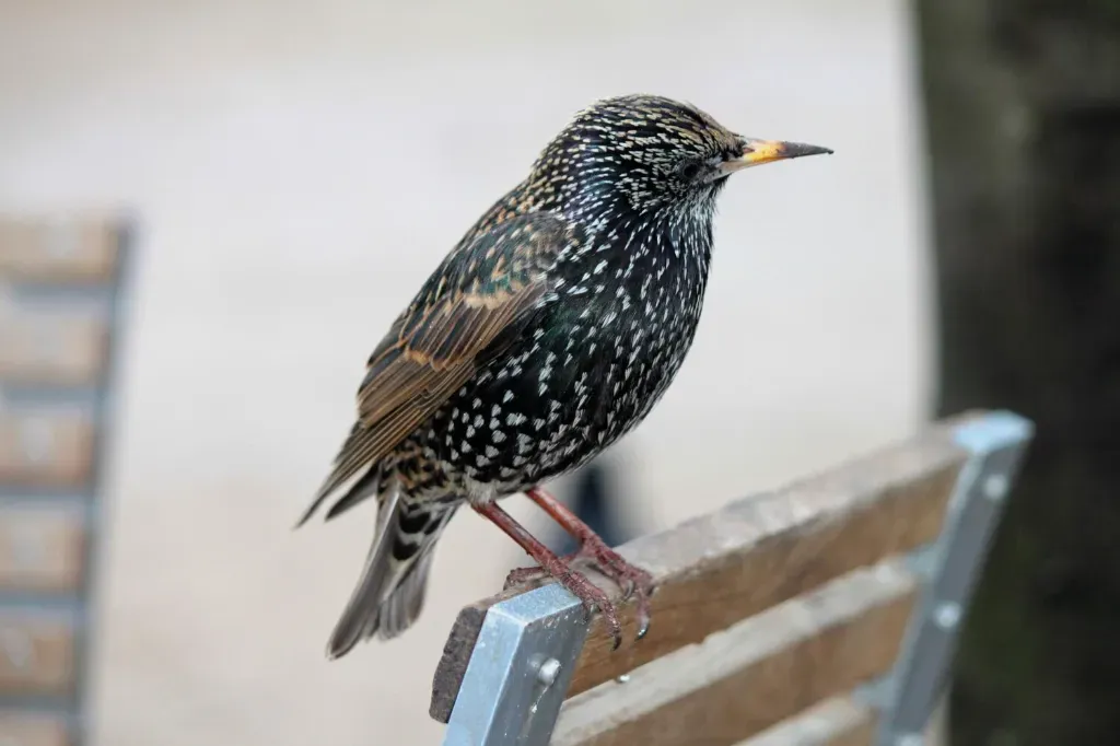 odstraszacze szpaków