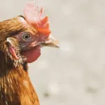 maszyna do obróbki drobiu