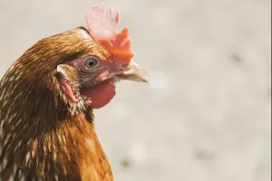 maszyna do obróbki drobiu