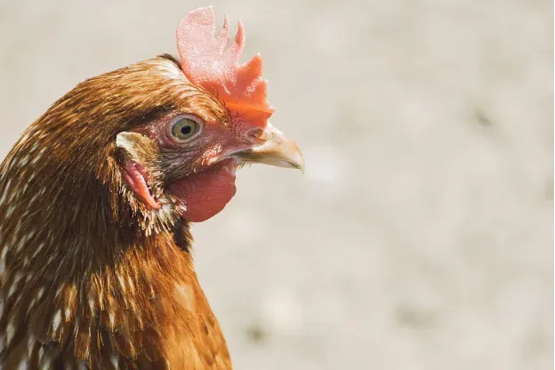 maszyna do obróbki drobiu